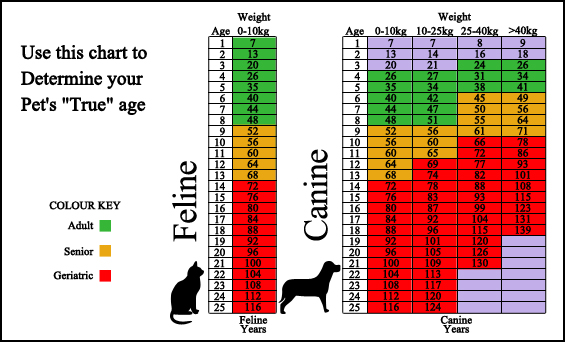 Seminole Springs Vet Clinic - Surveillance Screening