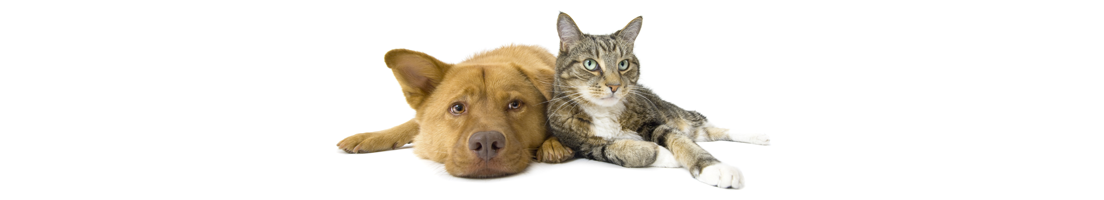 Brown Dog and Cat