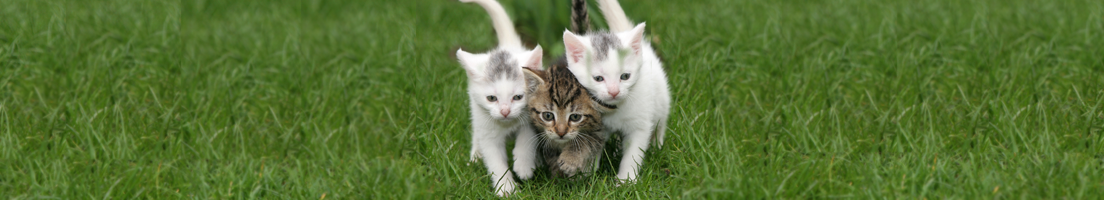 Group of kittens